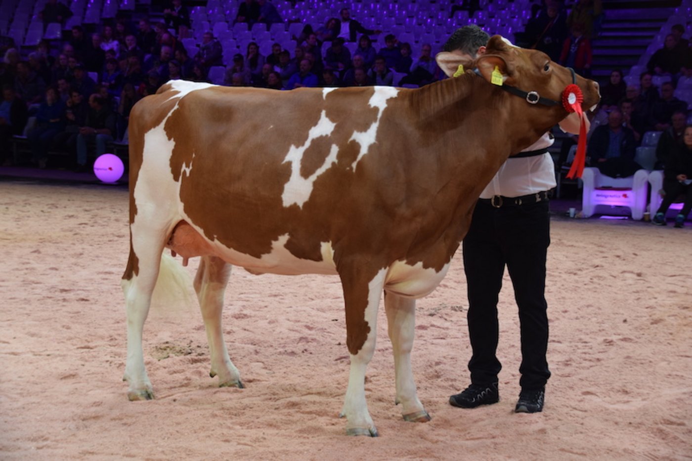 Sie siegte in der ersten Kuhklasse: Orlando Niktia von Markus und Joel Fankhauser und Werner Sommer aus Süderen BE.