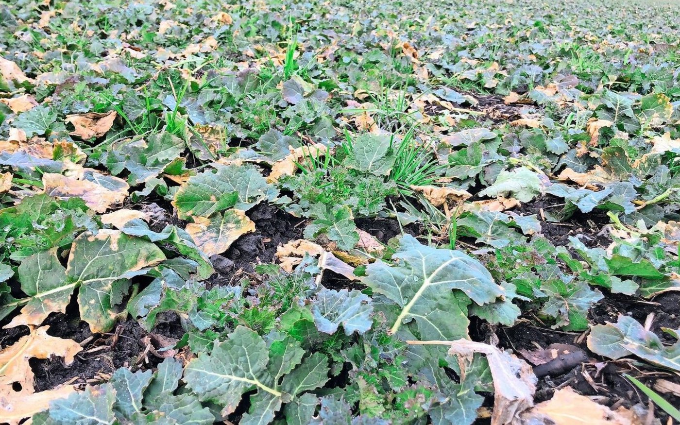 Als erste Kultur erwacht im Normalfall der Raps aus seiner Winterruhe.