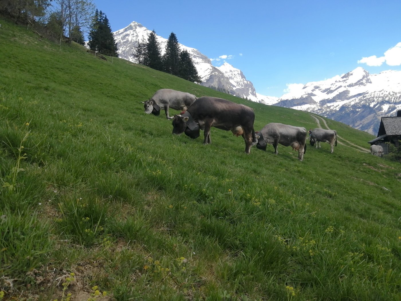 Ein Teil der rätischen Grauviehherde nach der Ankunft in der Vorsass. (Bild Toni Bergmann)