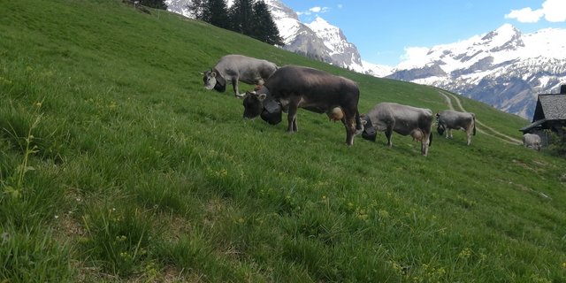 Ein Teil der rätischen Grauviehherde nach der Ankunft in der Vorsass. (Bild Toni Bergmann)