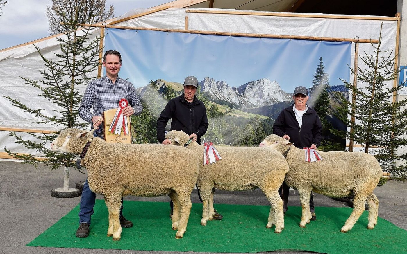Die Missen Rang 1 bis 3 bei der Rasse Weisses Alpenschaf.