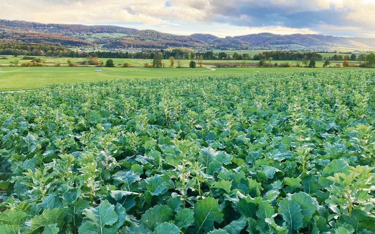 Die Gärreste kommen als Dünger den Kulturen zugute. Dank der Biogasanlage wird kein Dünger mehr zugeführt.