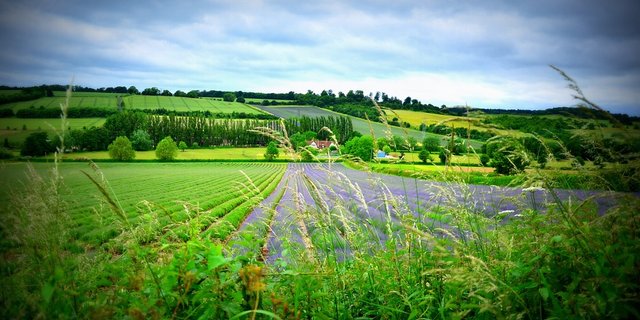 Äcker in England. (Bild Pixabay)