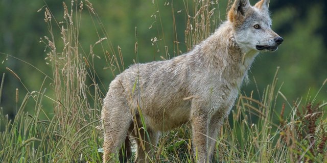 Junge Wölfe bleiben etwa 1,5 Jahre im Rudel ihrer Eltern, bevor sie es verlassen müssen. (Symbolbild Pixabay)