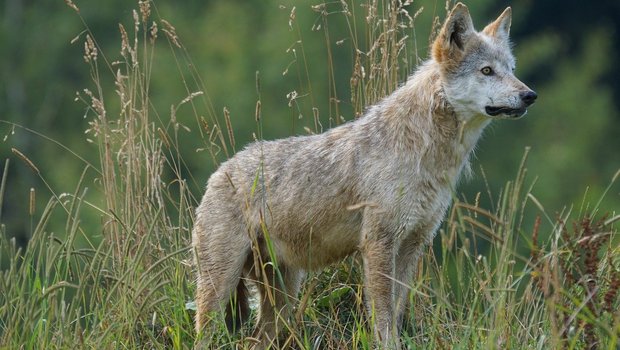 Junge Wölfe bleiben etwa 1,5 Jahre im Rudel ihrer Eltern, bevor sie es verlassen müssen. (Symbolbild Pixabay)