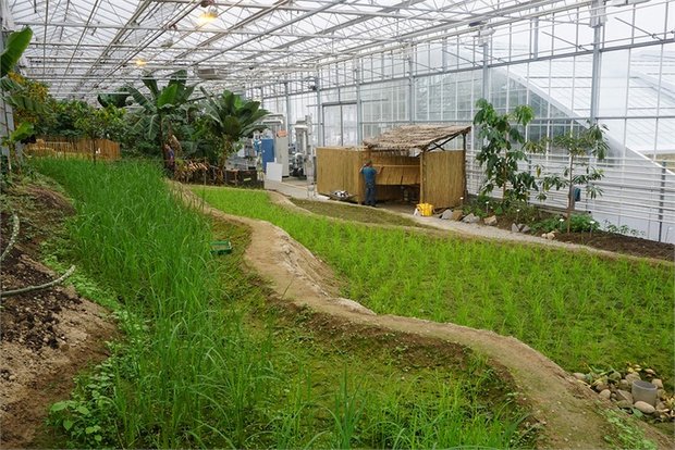 Das Tropenhaus Wolhusen probt den Reisanbau. Wie erfolgreich das sein wird, ist noch offen. (Bild Tropenhaus Wolhusen)