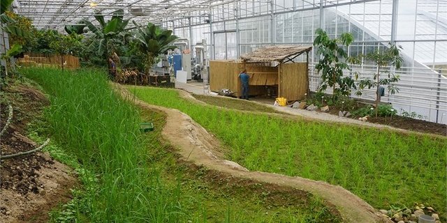 Das Tropenhaus Wolhusen probt den Reisanbau. Wie erfolgreich das sein wird, ist noch offen. (Bild Tropenhaus Wolhusen)