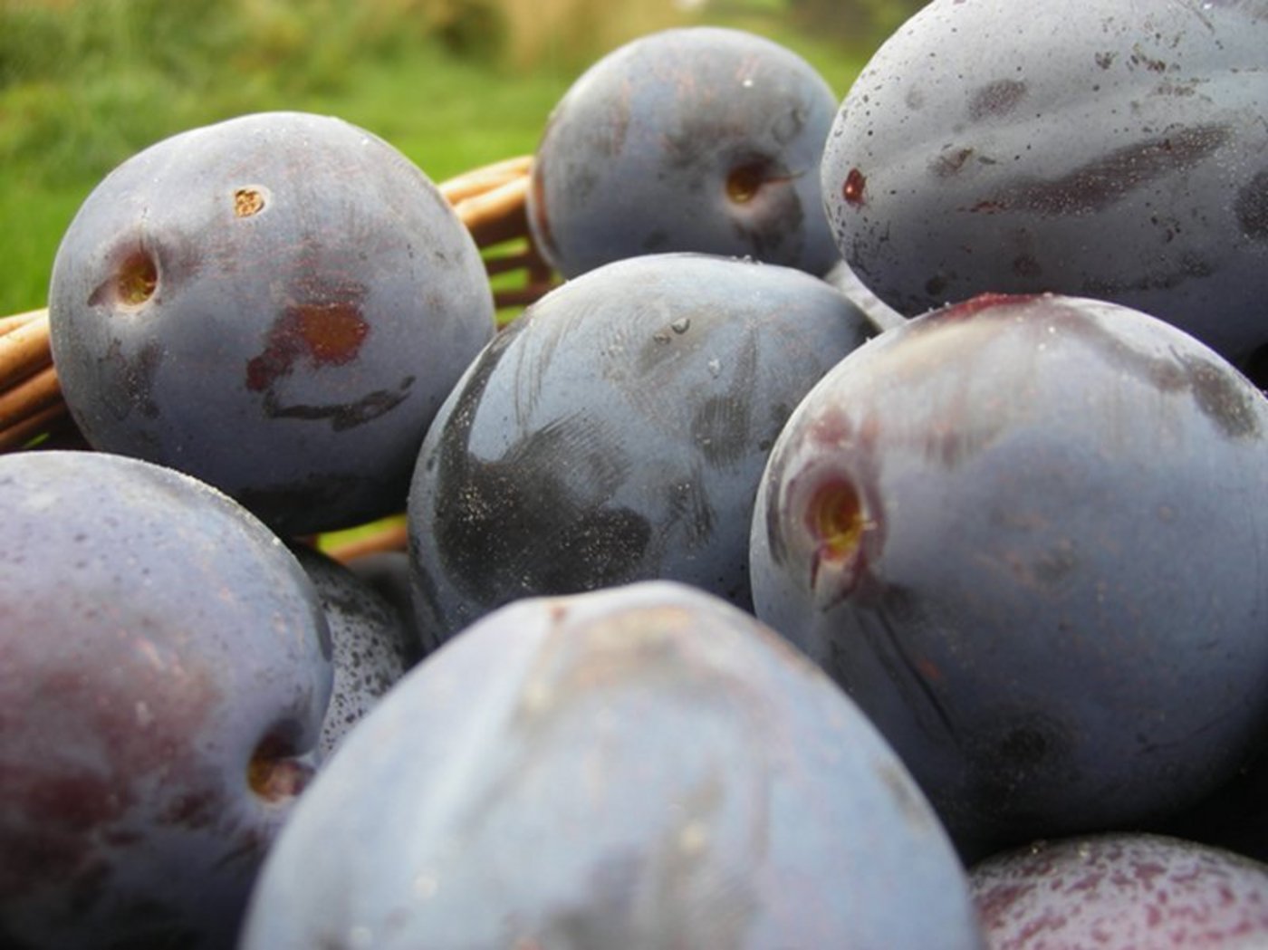Der Zwetschgen-Konsum geht zurück. (Bilder Carina Stricker/landwirtschaft.ch / zVg)
