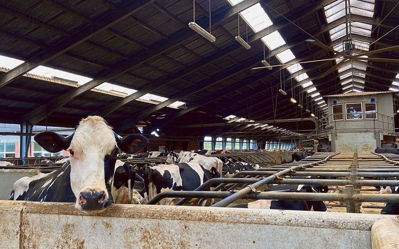 Eine der 550 Holsteinkühe auf dem Betrieb. Der Stallschnitt beträgt 14 000 kg. Die Milch wird im Ort selber verkäst. 