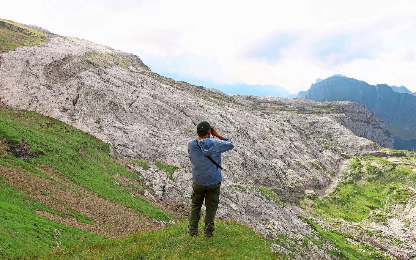 Der Wolf fordert die Schafhirten auch diesen Sommer.