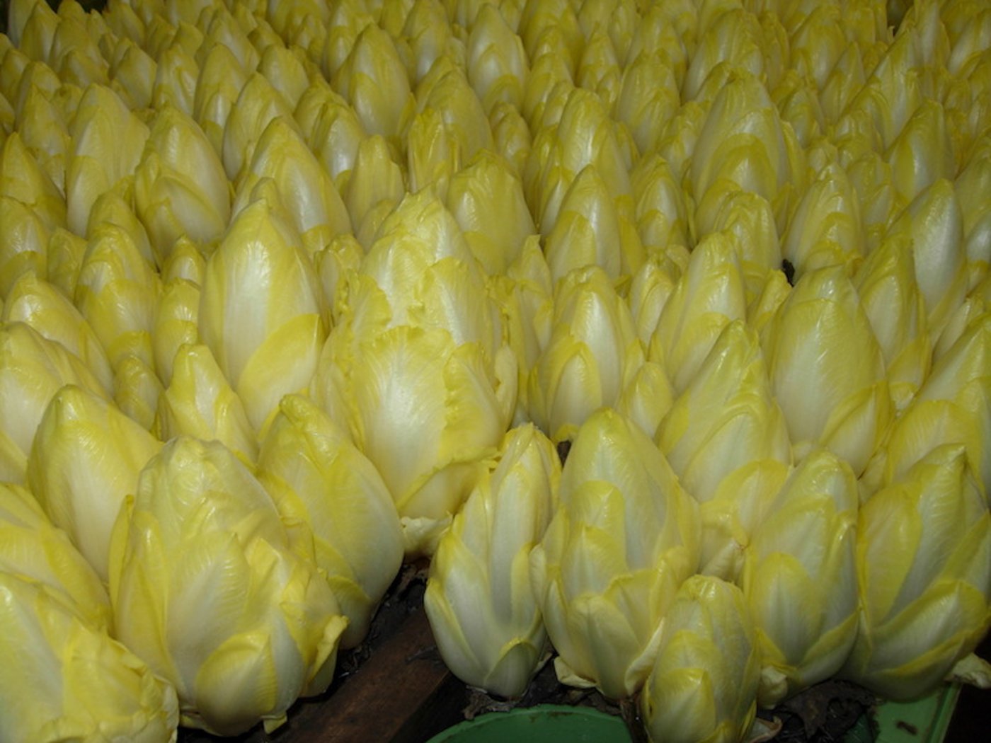 Bei uns essen wir Chicorée meist als Salat, anderorts ist er ein Gemüse. (Bild Monika Neidhart)