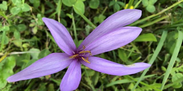 Kleinste Mengen des Giftstoffs Colchizin reichen aus, um tödliche Vergiftungen hervorzurufen. (Bild BauernZeitung/Ester Thalmann)
