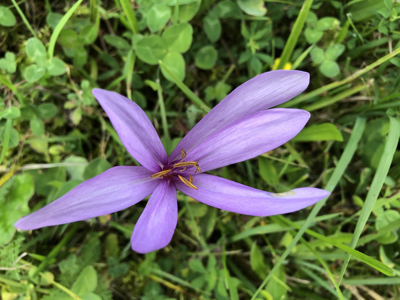Kleinste Mengen des Giftstoffs Colchizin reichen aus, um tödliche Vergiftungen hervorzurufen. (Bild BauernZeitung/Ester Thalmann)