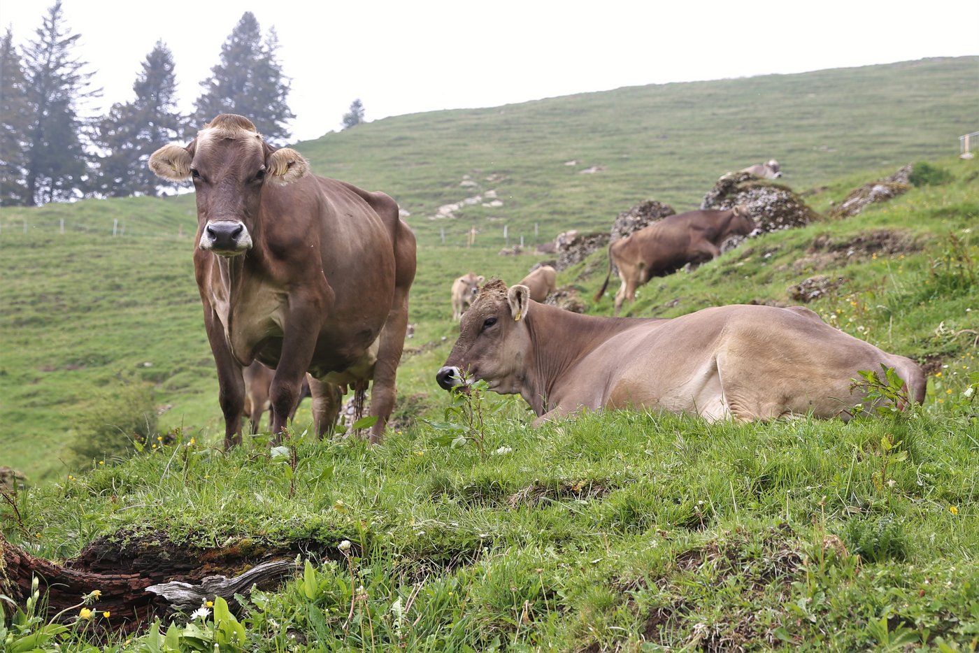 Markus Kennel züchtete schon immer auf starke und stabile Braunviehkühe.