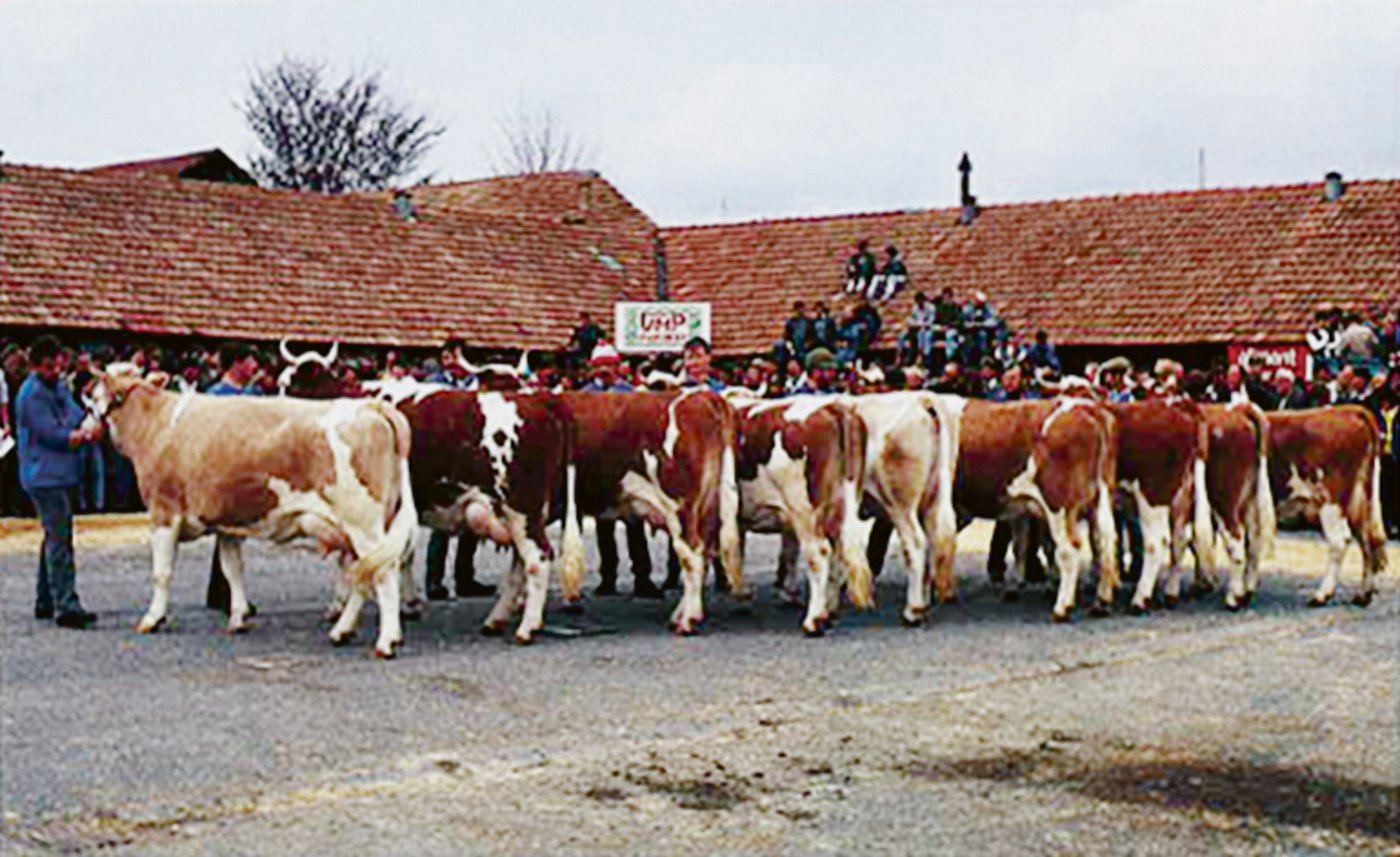 Anlässlich der Expo-Bulle wurde von Condor eine sehr schöne Töchtergruppe präsentiert.(Bilder zVg)