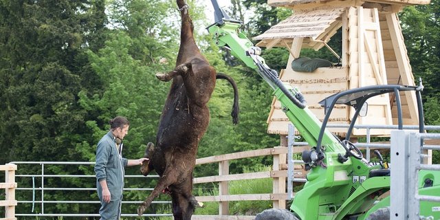 Sofortiges Ausbluten des Tieres nach der Betäubung (Foto: Gabriela Müller).