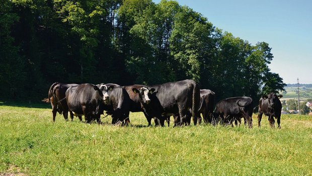 Das Argument der Nac Das Argument der Nachhaltigkeit bei graslandbasierter Fütterung soll besser vermarktet werden.