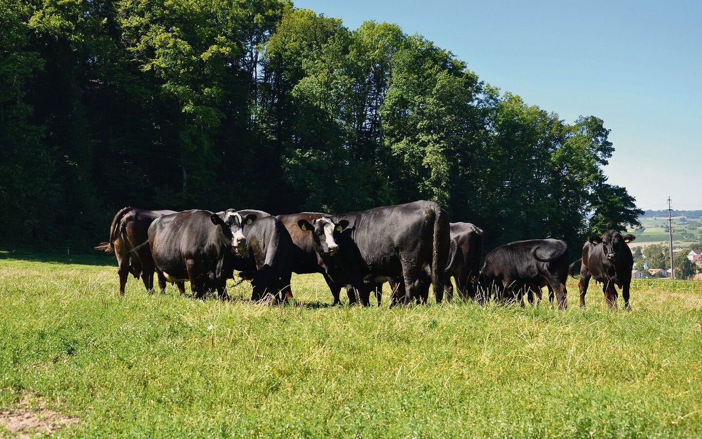 Das Argument der Nachhaltigkeit bei graslandbasierter Fütterung soll besser vermarktet werden.