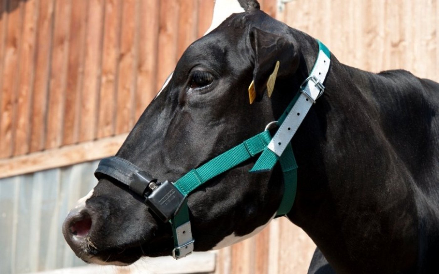 Kuh mit Rumiwatch-Sensorband zur Aufzeichnung der Kau- und Kopfbewegungen. (Bild Agroscope)