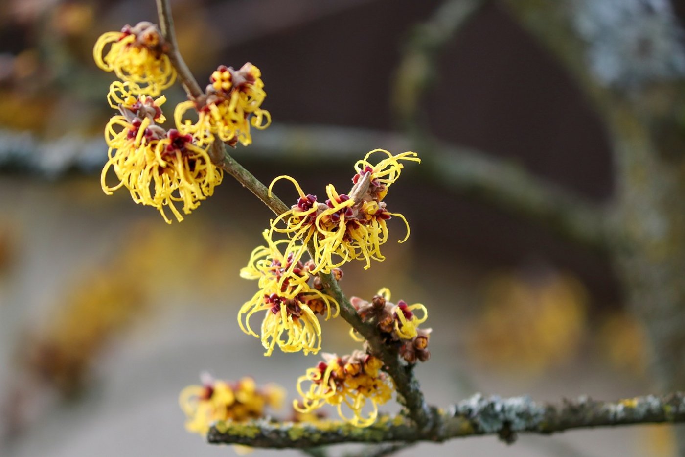 Bei warmen Temperaturen und viel Sonnenschein konnte man 2020 blühende Zaubernuss-Sträucher (Hamamelis) bewundern. (Bild Pixabay)