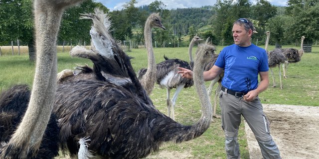 Urs Ammann mit den 2,20 m grossen Straussen der Rasse Zimbabwe-Blauhals. Sie werden mit 14 bis 16 Monaten geschlachtet. (Bilder Katrin Erfurt)