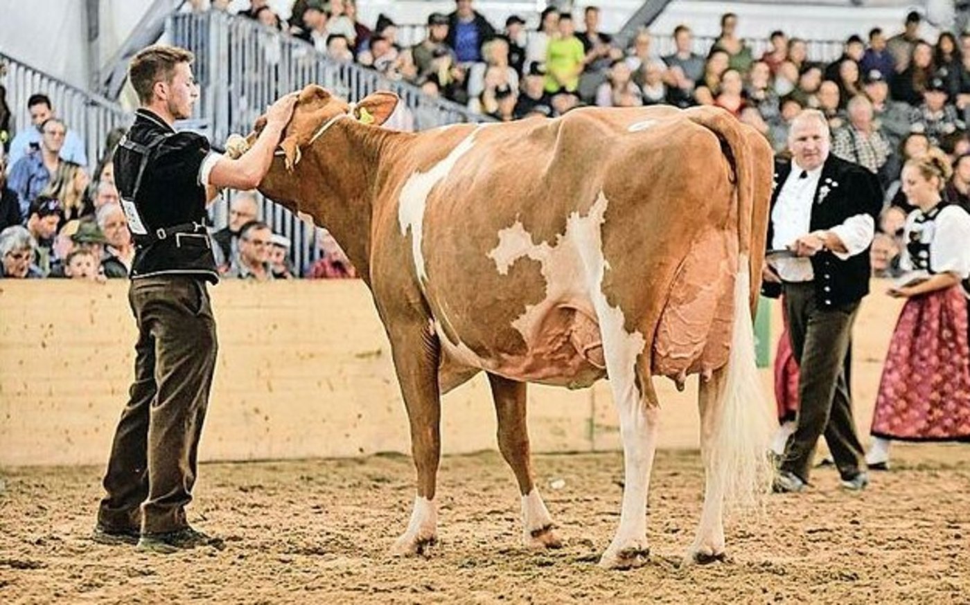 Swiss Fleckviehkuh des Jahres 2024 wurde Orlando Colin (55 55 98/EX-93) von Martin und Florian Nydegger aus Helgisried BE. 