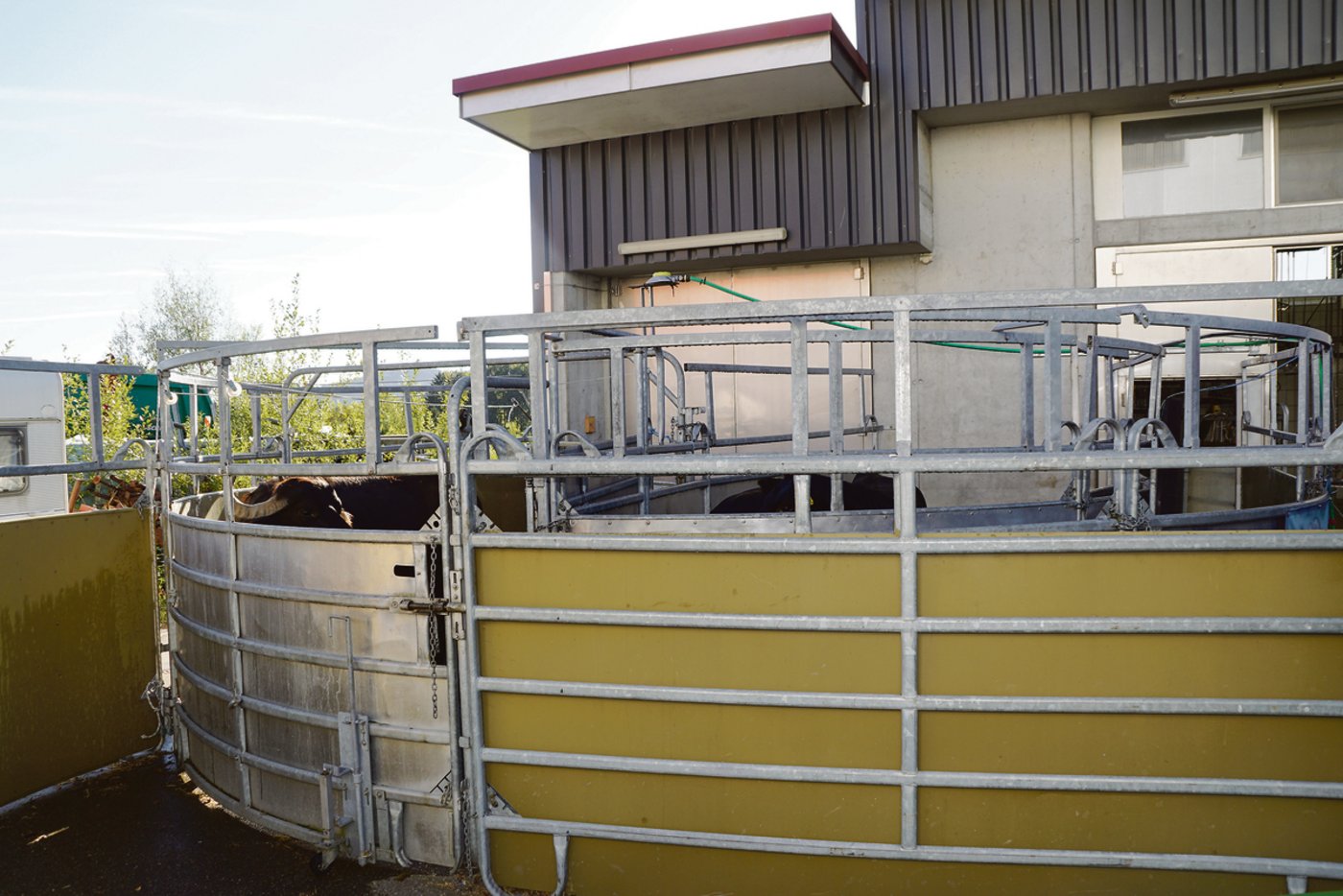 In der Schlachtanlage Degersheim werden die Tiere in runden Treibwegen zur Betäubung gelenkt.