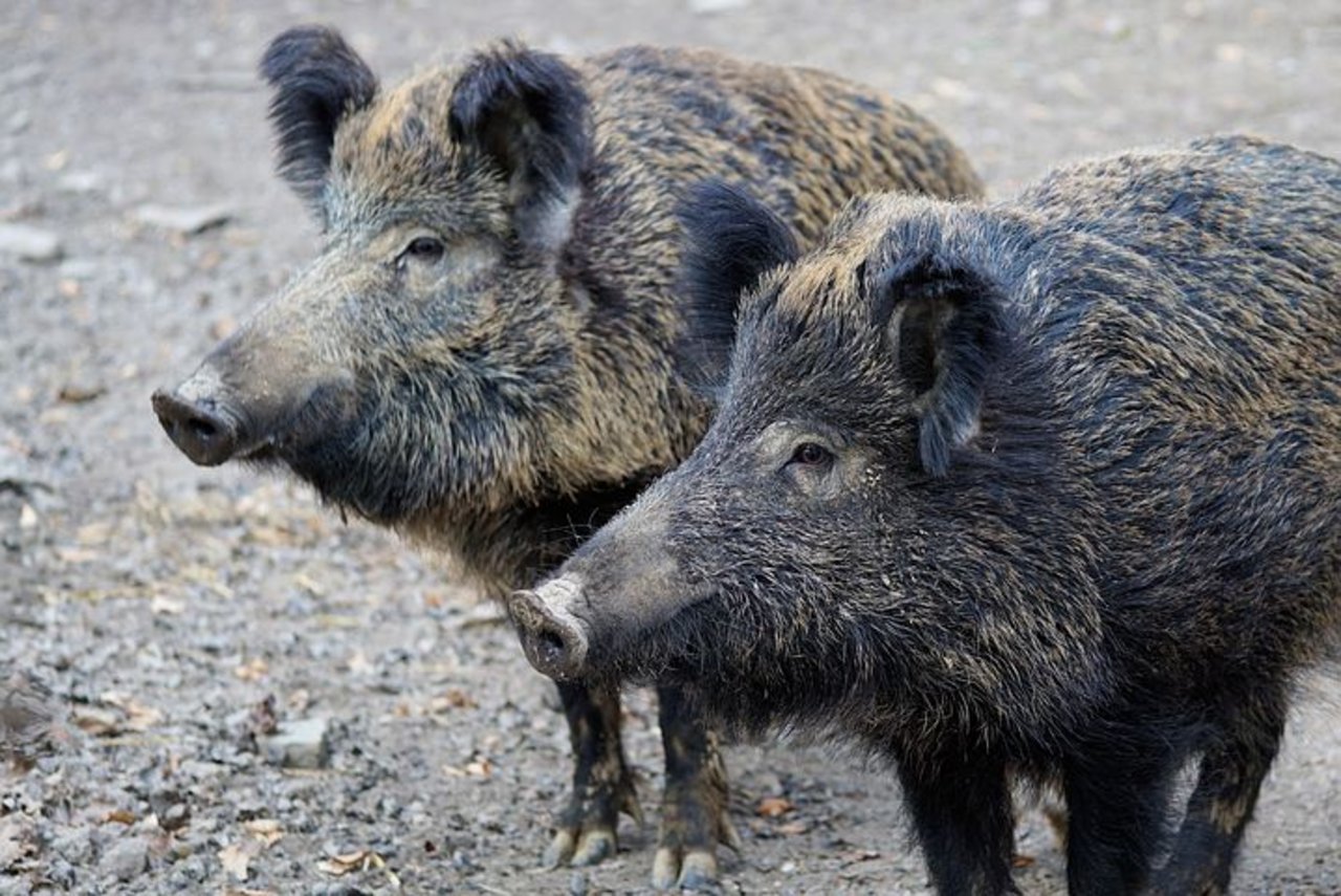 Wildschweine können die afrikanische Schweinepest auf Hausschweine übertragen: Mit den ersten Fällen in Belgien hat die Seuche jetzt Westeuropa erreicht. (Symbolbild Pixabay)