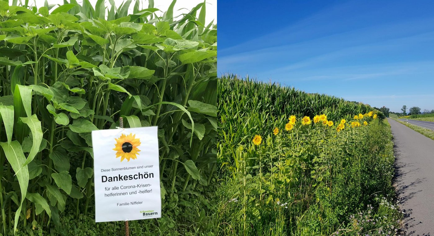 Die blühenden Sonnenblumen sollen für Dankbarkeit und Solidarität stehen. (Bild SBV)
