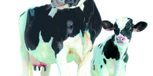 Lovely und Kalb: Die SMP-Werbekuh wird ab kommendem März nicht mehr auf weissem Hintergrund zu sehen sein, sondern auf der grünen Wiese. Doch das alleine reicht nicht. (Bild zVg)