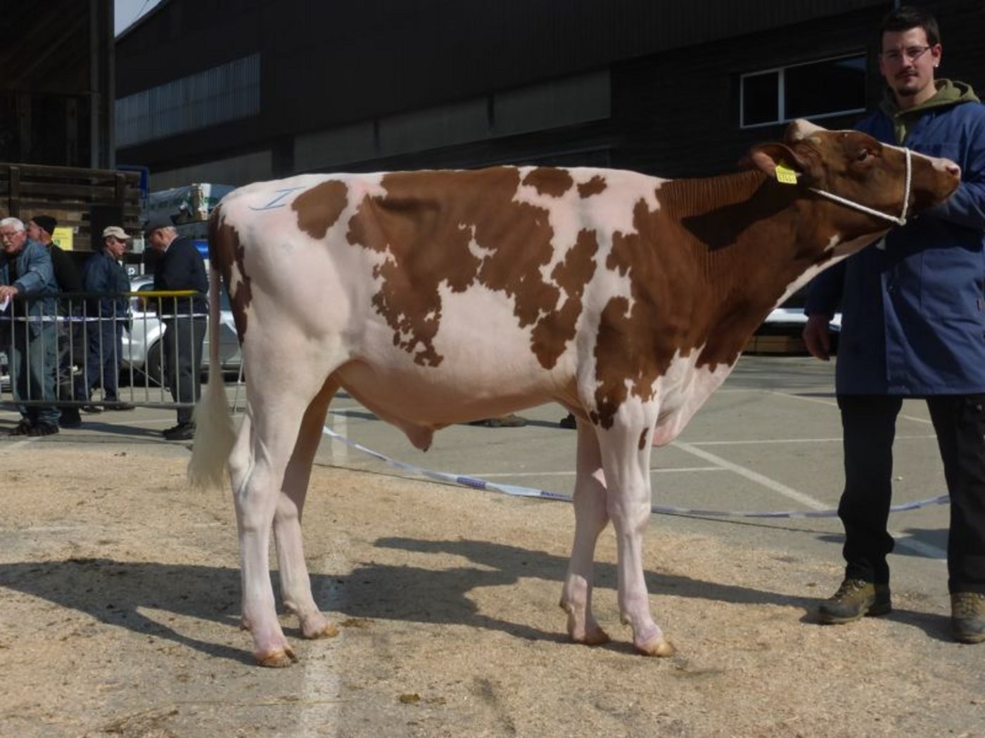 RH-Sieger: Thomi’s O Kalif Erlando im Besitz der Generationengemeinschaft Hans-Peter und Jürg Gerber, Krauchthal.