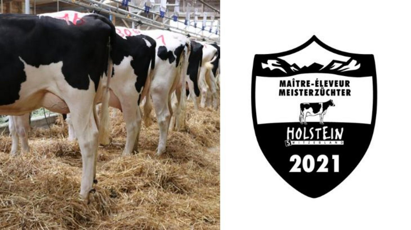 Für eine erfolgreiche Zucht braucht es Erfahrung und eine gute Planung der Anpaarungen. Der Titel eines Meisterzüchters ist eine Krönung in der Karriere eines Züchters. (Bild BauZ/Holstein Switzerland)