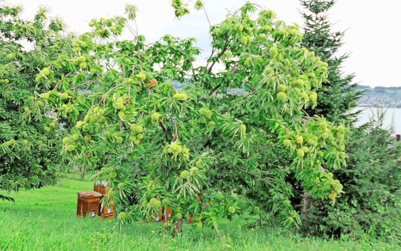 Baldige Ernte: Die Edelkastanienbäume sind derzeit voll behangen.