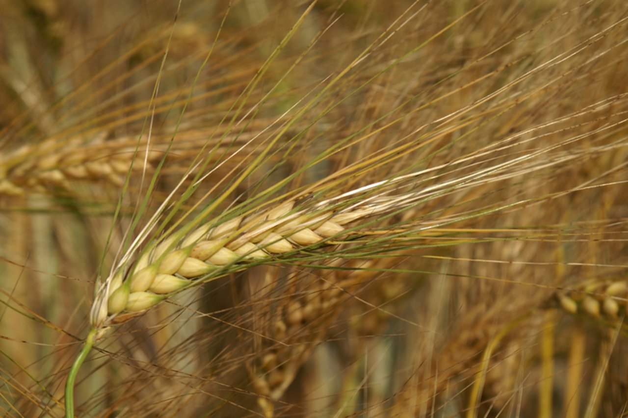 Von 100 untersuchten Getreide-Produkten wurden auf keinem Glyphosat-Rückstände festgestellt. (Bild lid)