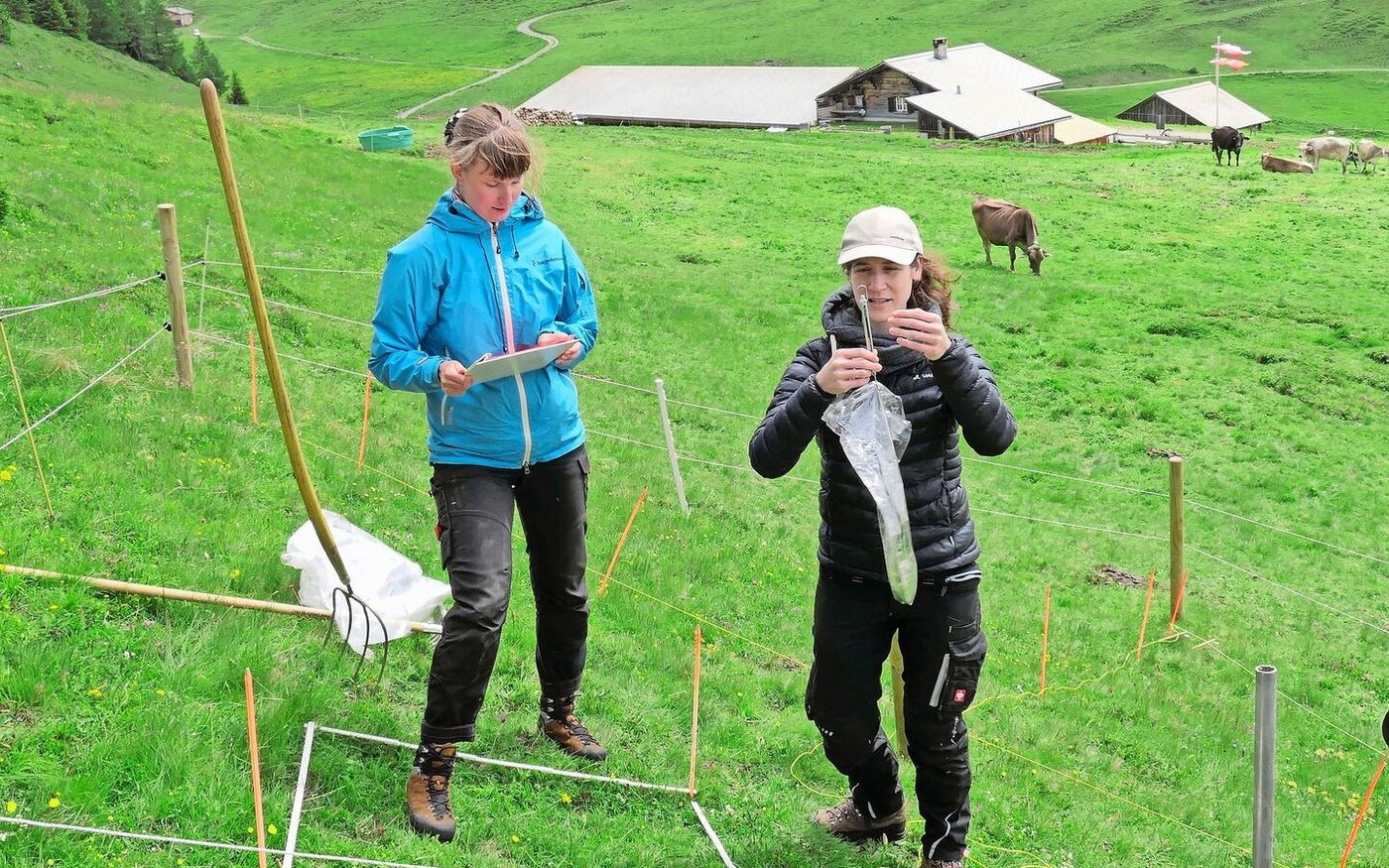 Auf einer eingezonten Weideparzelle entnahmen Sarina Danioth und Caren Pauler (rechts) Gräser für eine Probe.