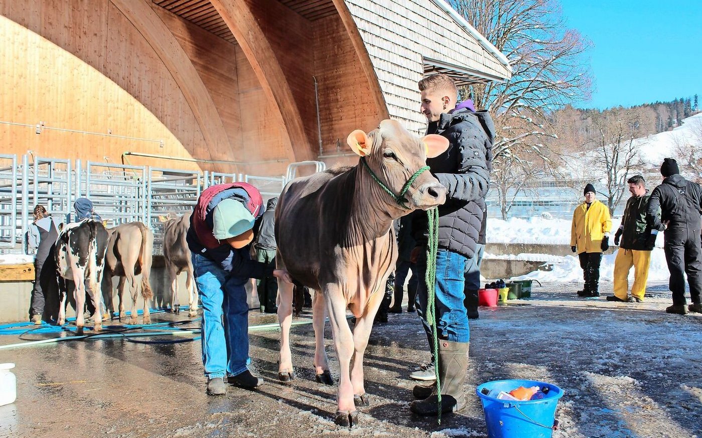 Ist die Kuh wirklich sauber? Noe (l.) und Tom (r.) Salzgeber überprüfen penibel das gewaschene Rind.