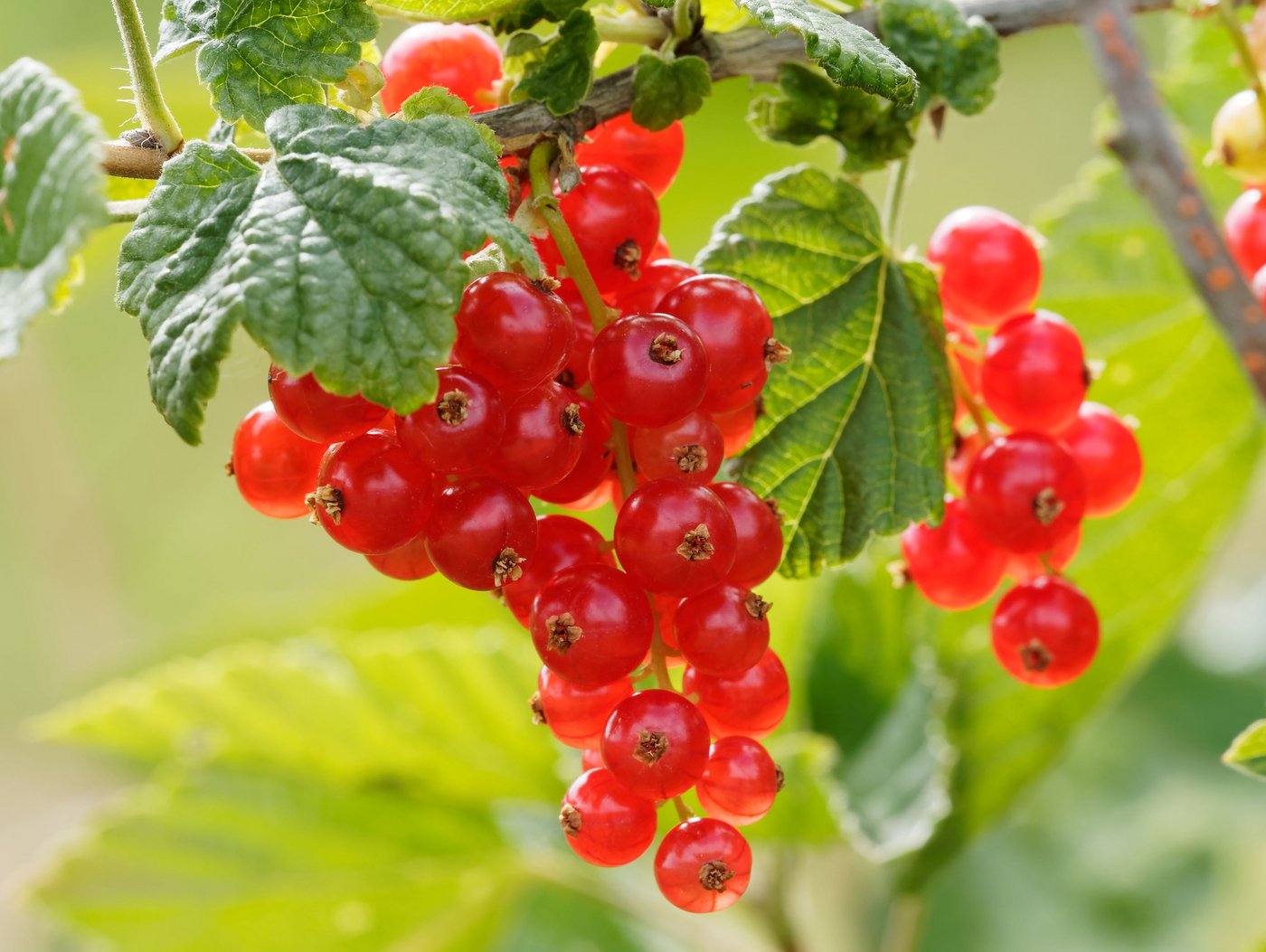 Johannisbeeren gehören zu den typischen Sommerfrüchten, die man in ganz Europa in mehr als 50 Sorten kennt. (Bild Pixabay)