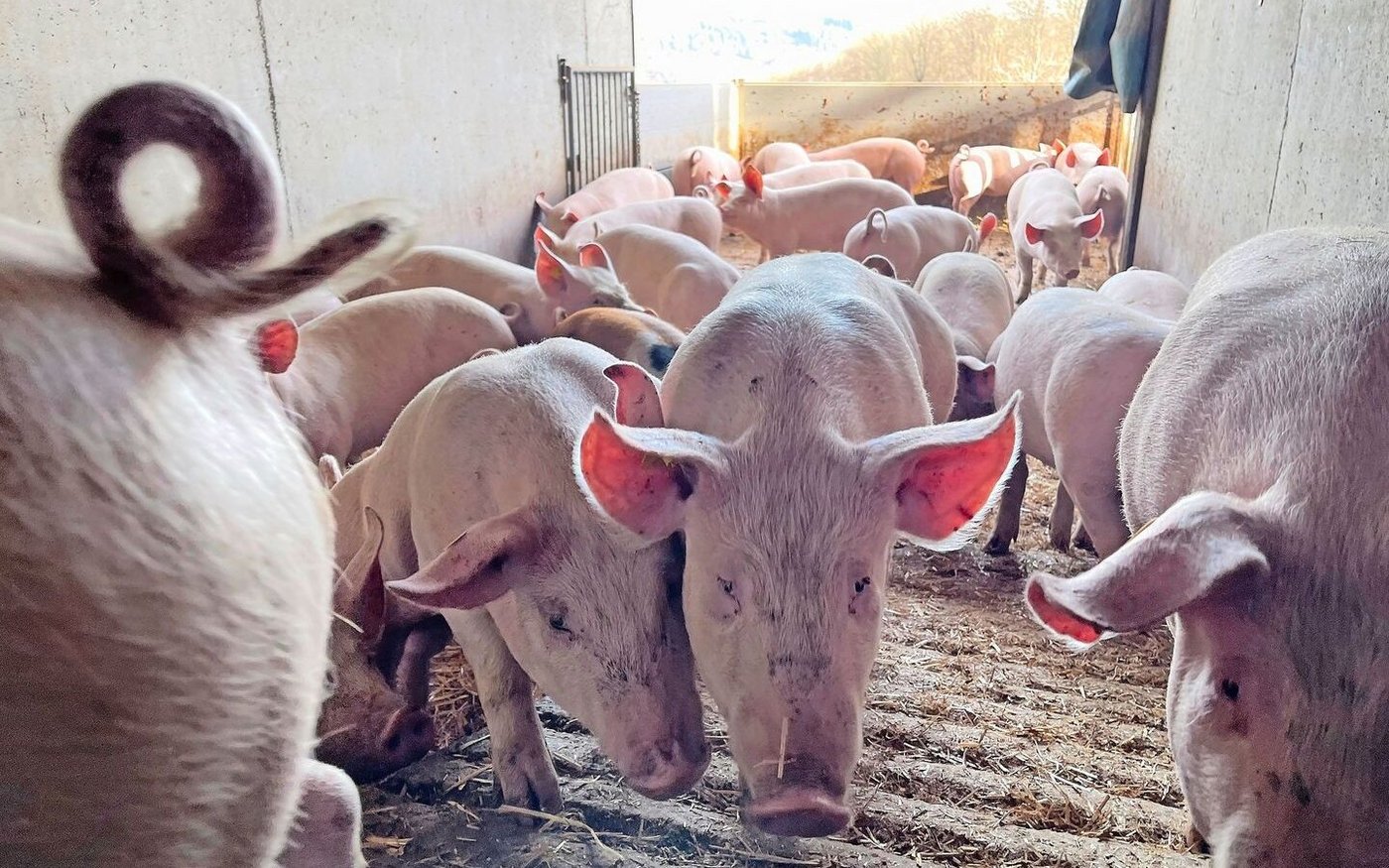 Der Weg für Schweizer Schweinegenetik nach Westeuropa soll über Bayern führen. Bis im Sommer wird über den Zusammenschluss Suisag – EGZH entschieden.