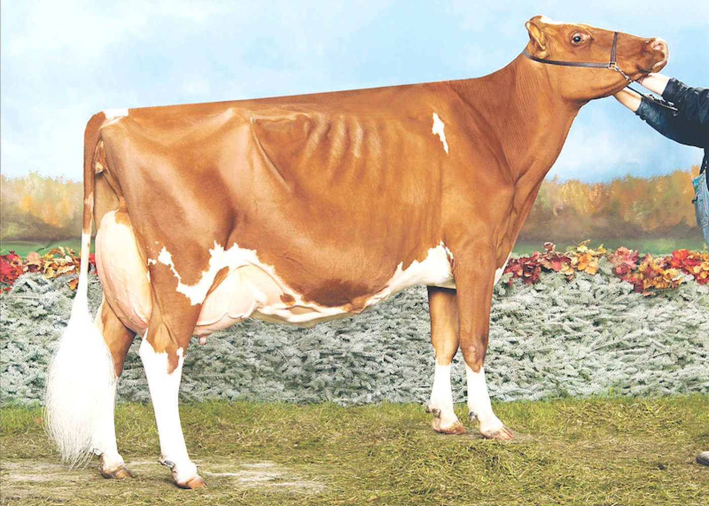 Apple-Tochter: Ms Delicious Talent Apple Red ist die Mutter vom bekannten RF-Stier Diamondback. (Bild cf)