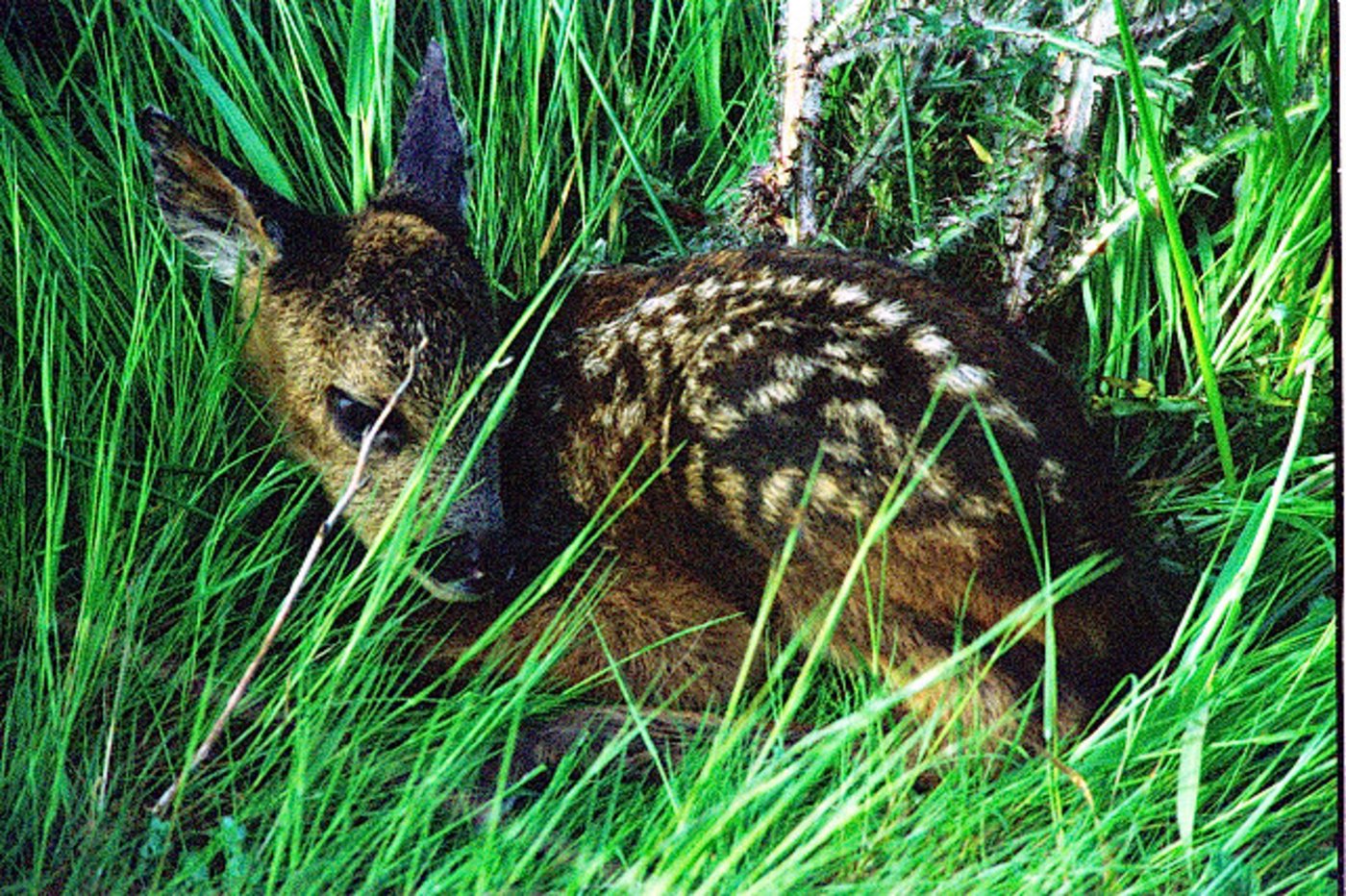 Während sich viele andere Tiere an die veränderten klimatischen Bedingungen anpassen können, scheinen Rehe damit Probleme zu haben. (Bild: James Lindsey)