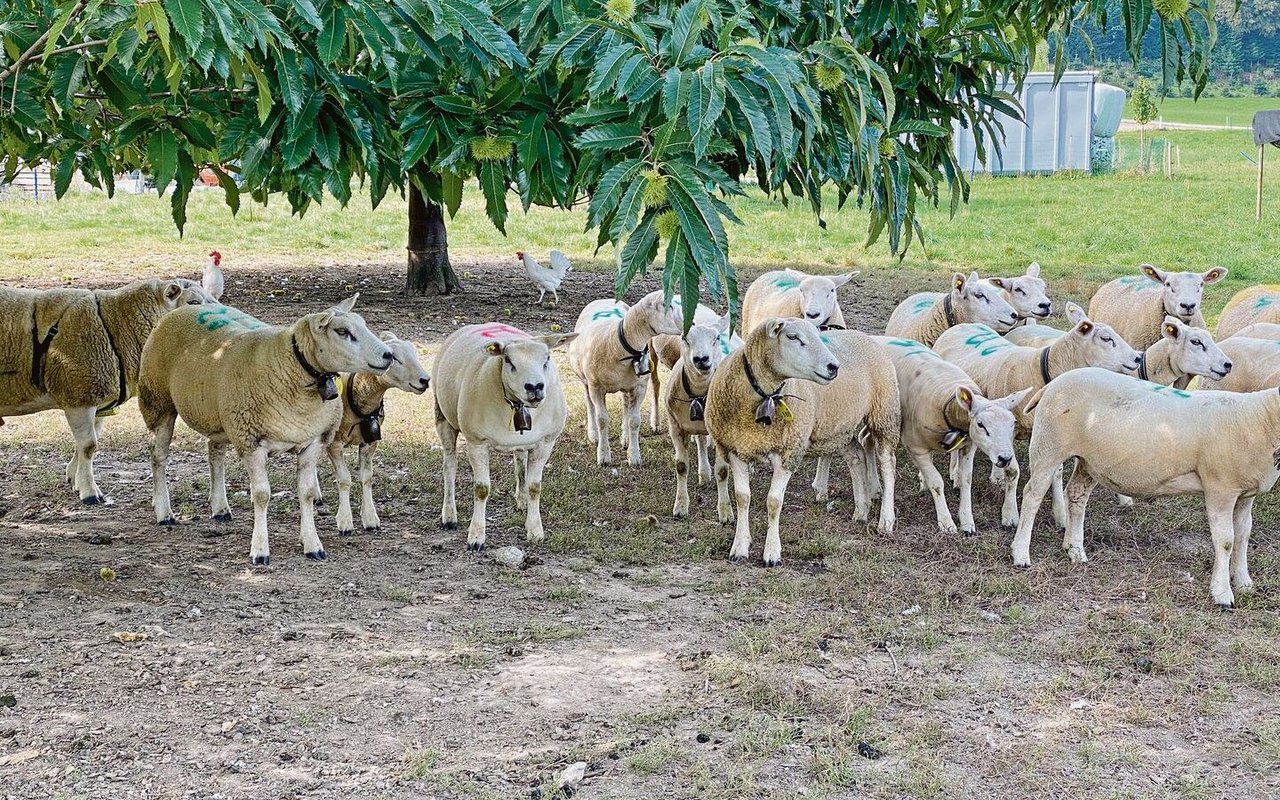 Texel-Schafe teilen sich die Weide mit den Legehennen und halten das Gras darin kurz.