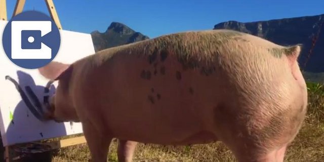 Pig-Casso malt wie wild. (Bild Screenshot Youtube)