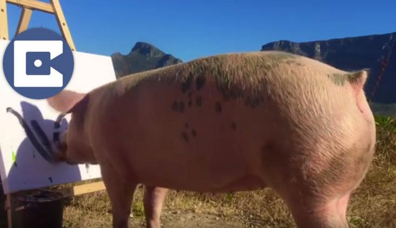 Pig-Casso malt wie wild. (Bild Screenshot Youtube)