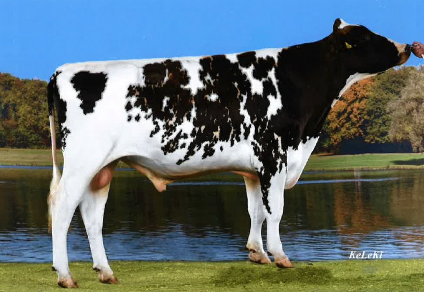 Kommende Woche werden in Langnau i.E. Zuchtstiere punktiert und verkauft.