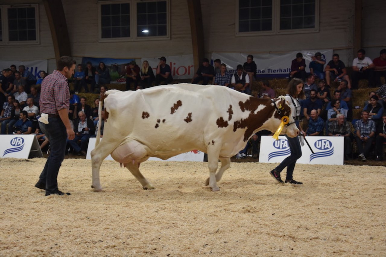 Wanda, von Andres Moser aus Biglen, war mit 15 Jahren die älteste Kuh im Ring. 