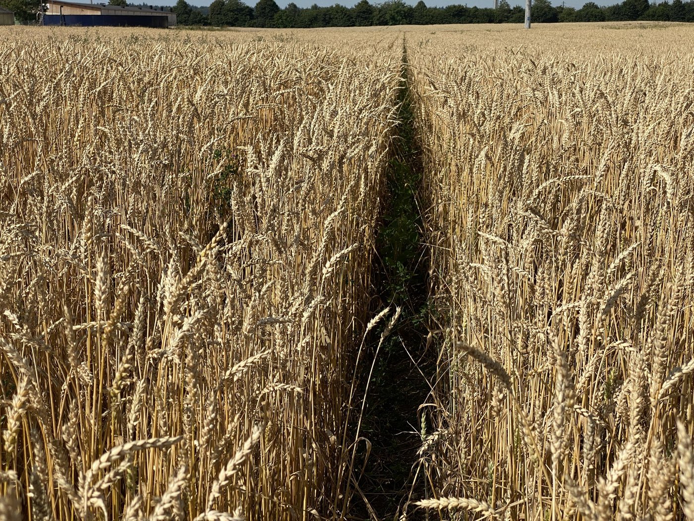 Bei einem Reihenabstand von nur 50 cm wird das Soja zu stark beschattet vom Weizen und entwickelt sich schlecht.