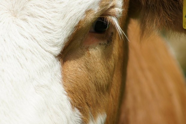 Schweizer Tierschutz pro Konzernverantwortung: Menschenrechte und Tierschutz lassen sich nicht trennen Importiere Nahrungsmittel sollten Mindeststandards für Tierwohl und Umweltschutz erfüllen müssen, findet der STS. (Bild Pixabay)