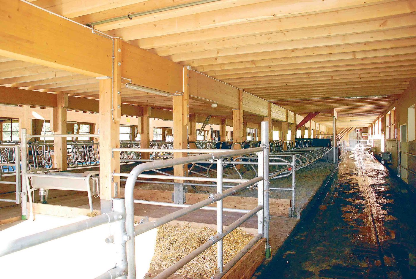 Mit dem Stallneubau entschied sich die Familie Steiner Savognin zu einem Wechsel in Richtung Freilaufstall. Gemolken werden die Kühe in einem Autotandem. 