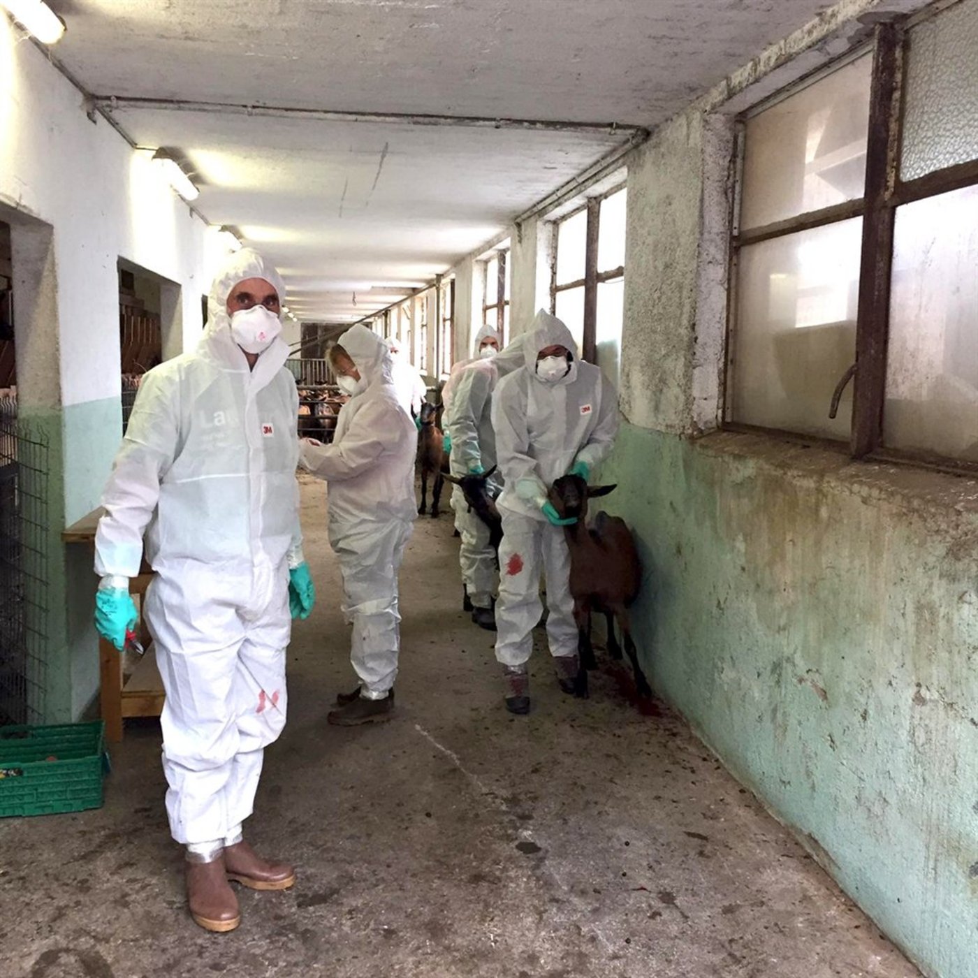 In dem Betrieb in Puschlav sei jedoch der Infektionsdruck so hoch gewesen, dass der ganze Bestand eliminiert werden musste, so der Kanton. (Bilder Kanton Graubünden)