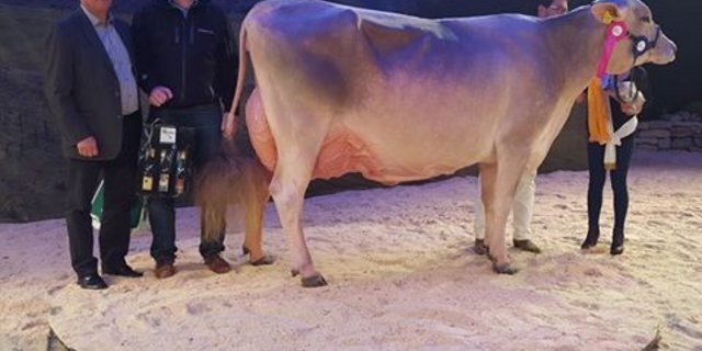 Palma war die grosse Dominatorin der Europameisterschaft, das war bei anderen Ausstellungen auch schon anders. (Bild Braunvieh Schweiz)